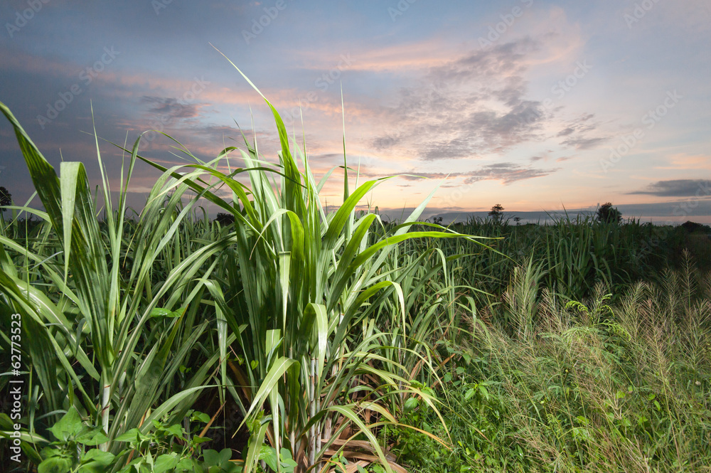 Sugar cane field in the morning, Thailand Sugar cane field in the morning, Thailand