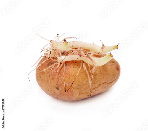 Sprouting potatoes isolated on white background