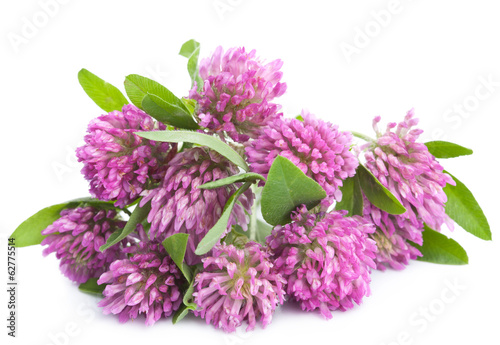 pink clover flower isolated