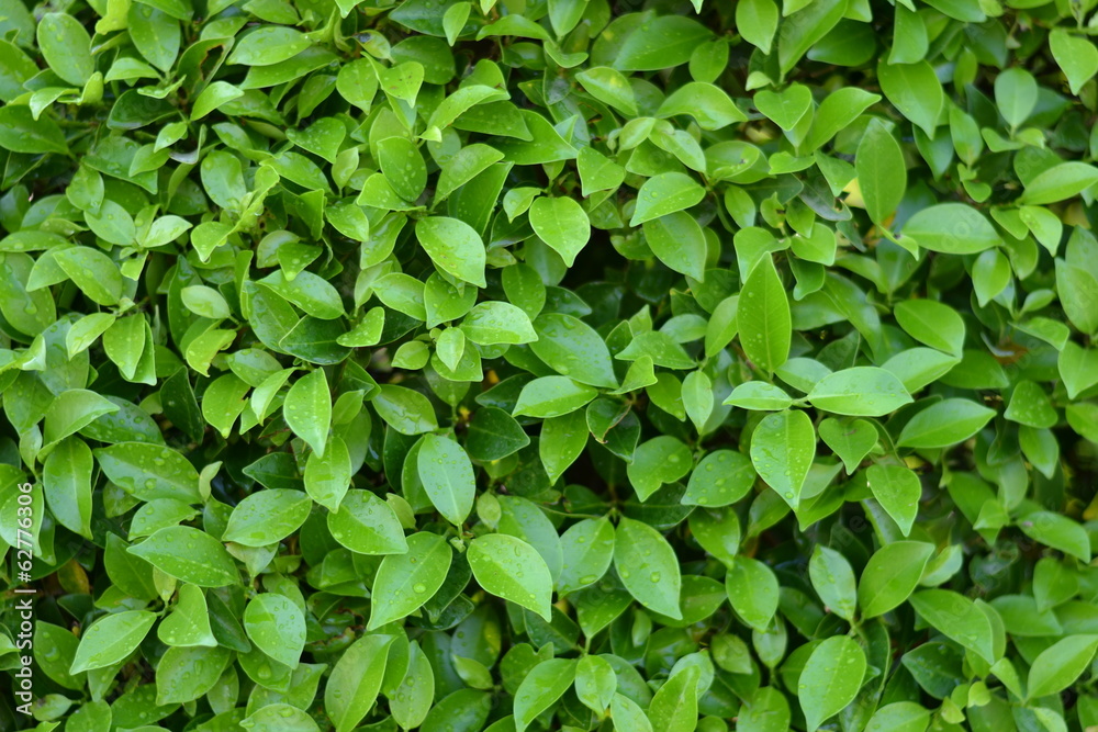 green tea