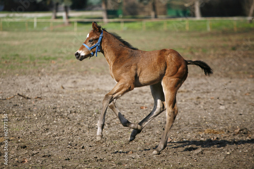 Thoroughbred foal running alone in nature © acceptfoto
