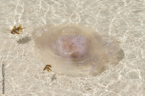 Jellyfish on the beach. Palawan, Phlippines photo