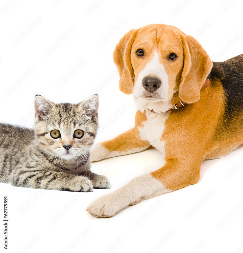 Kitten Scottish Straight and beagle dog