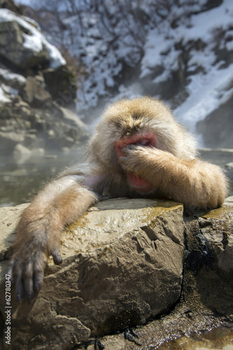 Snow monkey looks embarrassed in a natural onsen