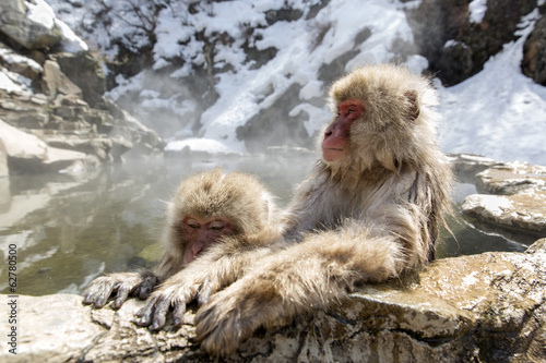 Mother and baby Japanese snow monkey relaxing. photo