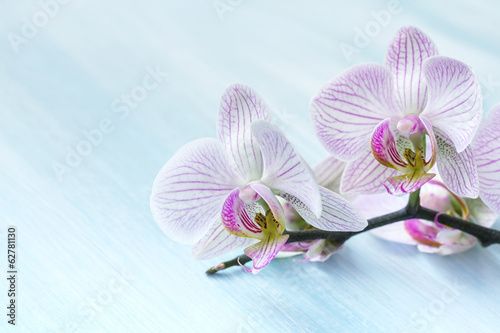 Pink orchid on a blue background