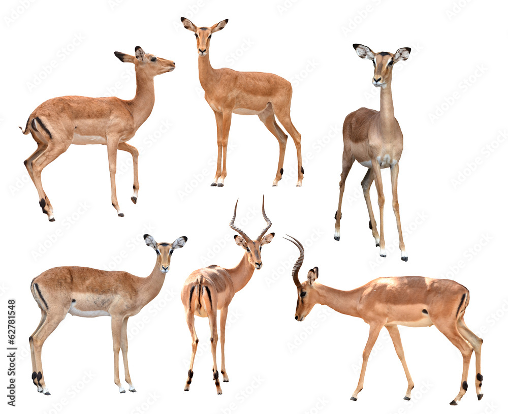 Naklejka premium impala isolated collection