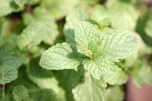 peppermint tree.