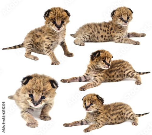 collection of baby serval isolated