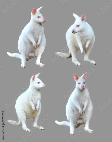 collection of albino wallaby isolated