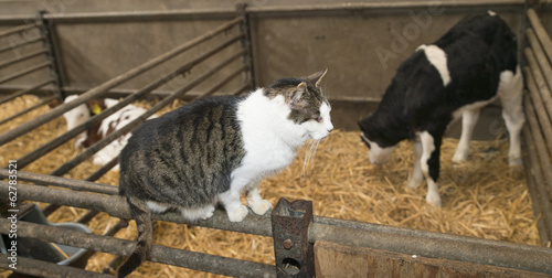 animals in a barn on a farm