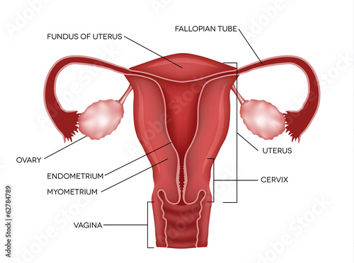 Uterus and ovaries, organs of female reproductive system