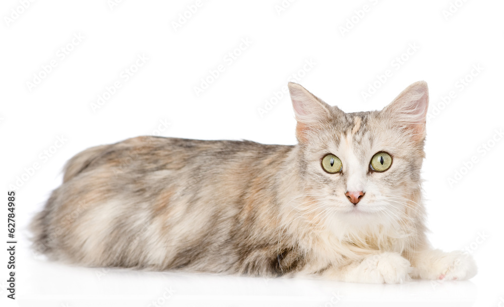 mixed breed cat looking at camera. isolated on white background mixed breed cat looking at camera. isolated on white background