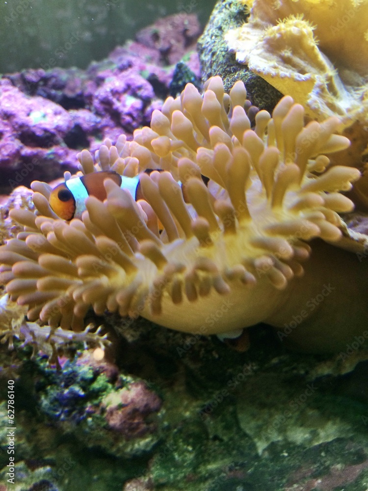 clownfisch in Nemone clownfisch in Nemone
