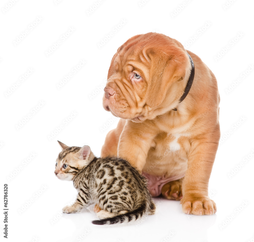 Bordeaux puppy dog and bengal kitten looking away. isolated 