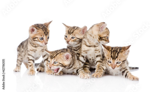 group bengal kittens looking at camera. isolated on white 