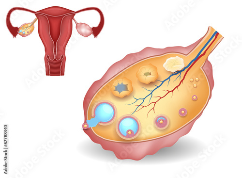 Ovary, detailed follicular development and uterus photo