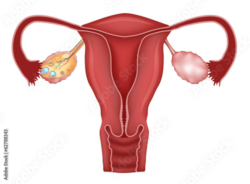 Uterus and follicular development in ovaries, ovulation