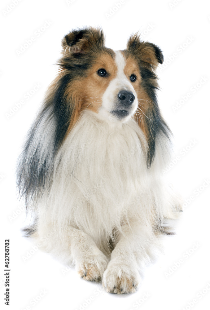 shetland dog