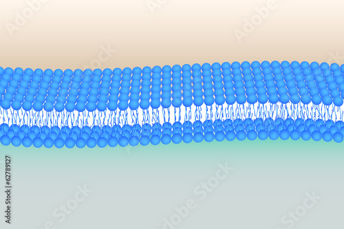 Phosholipid bilayer vector illustration
