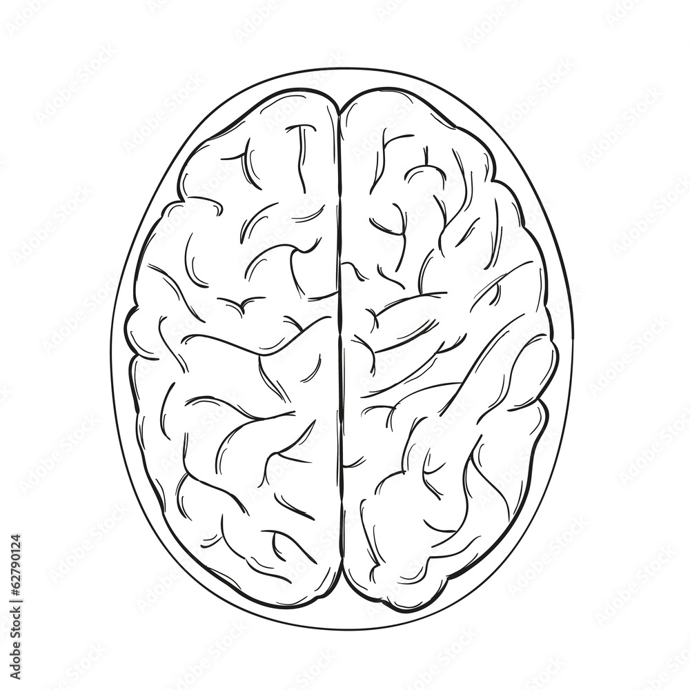 human brain human brain
