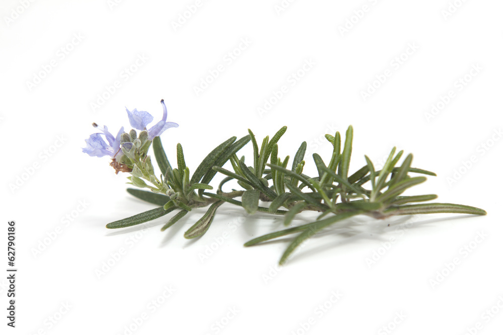 rametto di rosmarino con fiore rametto di rosmarino con fiore
