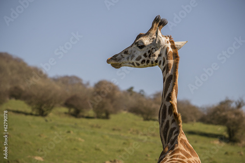 Sticker Giraffe neck