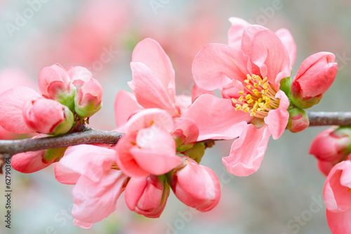 Spring flowers with pink blossom and buds