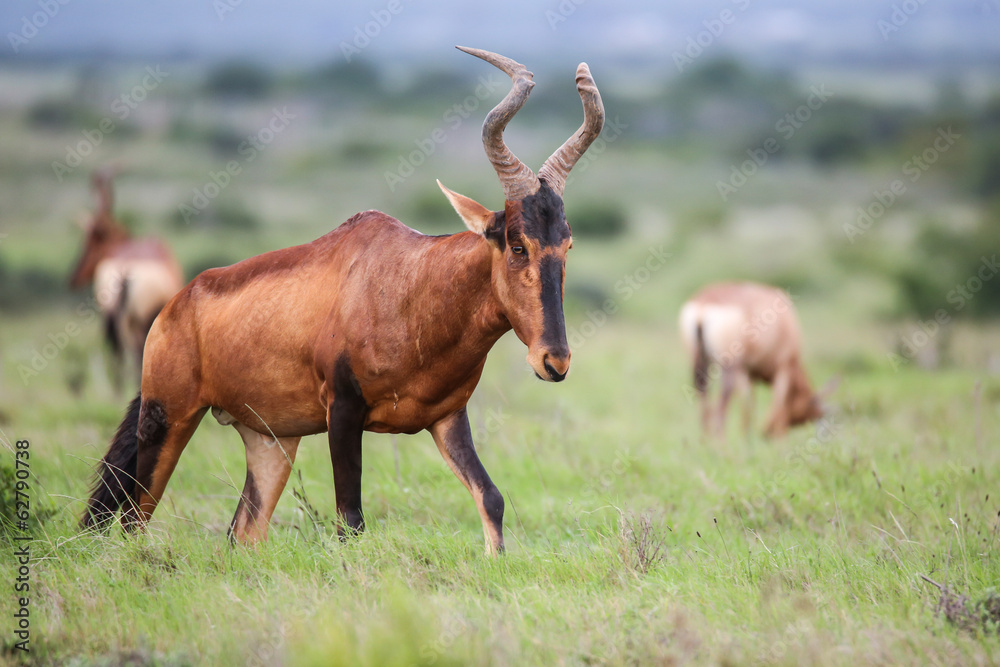 Red Hartebeest antelope Red Hartebeest antelope