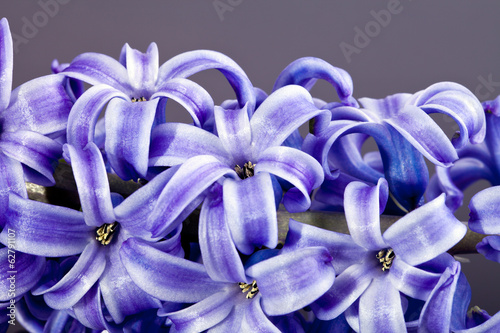 flower of purple hyacinth isolated on grey  background