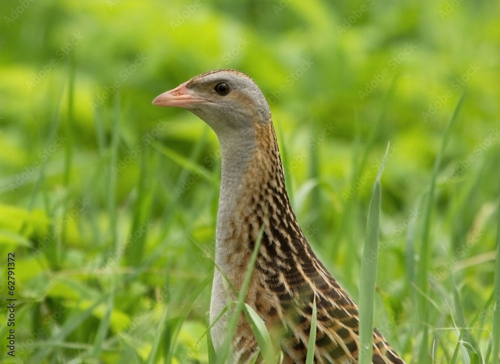 Corncrake Corncrake