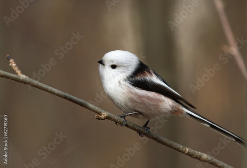 Long tailed tit on the branch