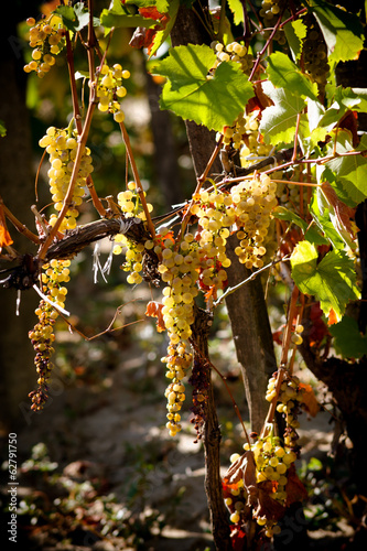Ripe cluster of white grapes in wineyard.