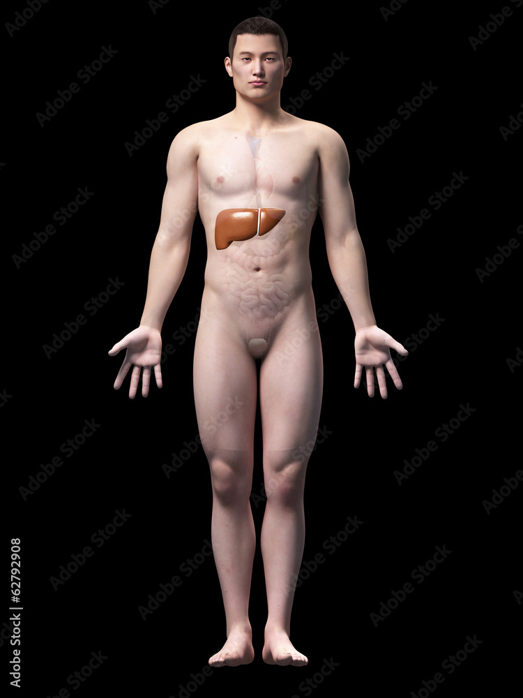 Fototapeta premium illustration of the liver of an asian male guy