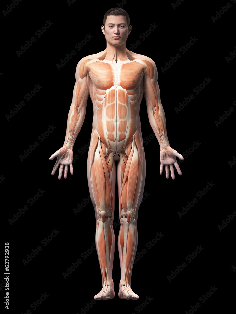 muscles of an asian male guy
