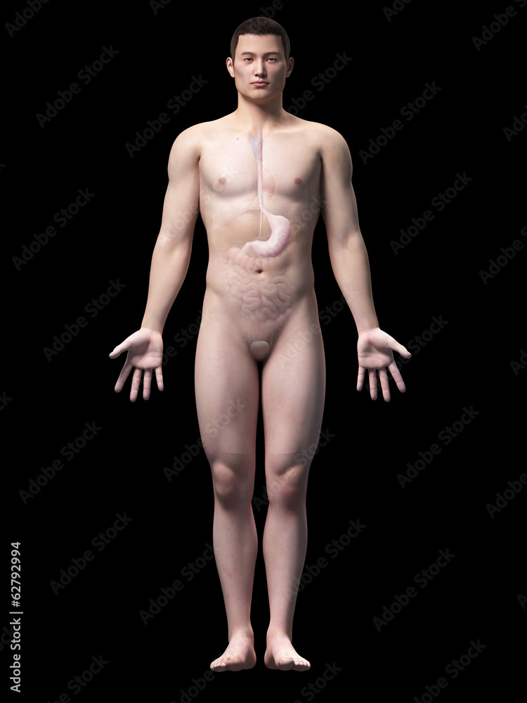 illustration of the stomach of an asian male guy illustration of the stomach of an asian male guy