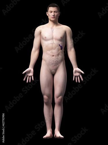 illustration of the spleen of an asian male guy
