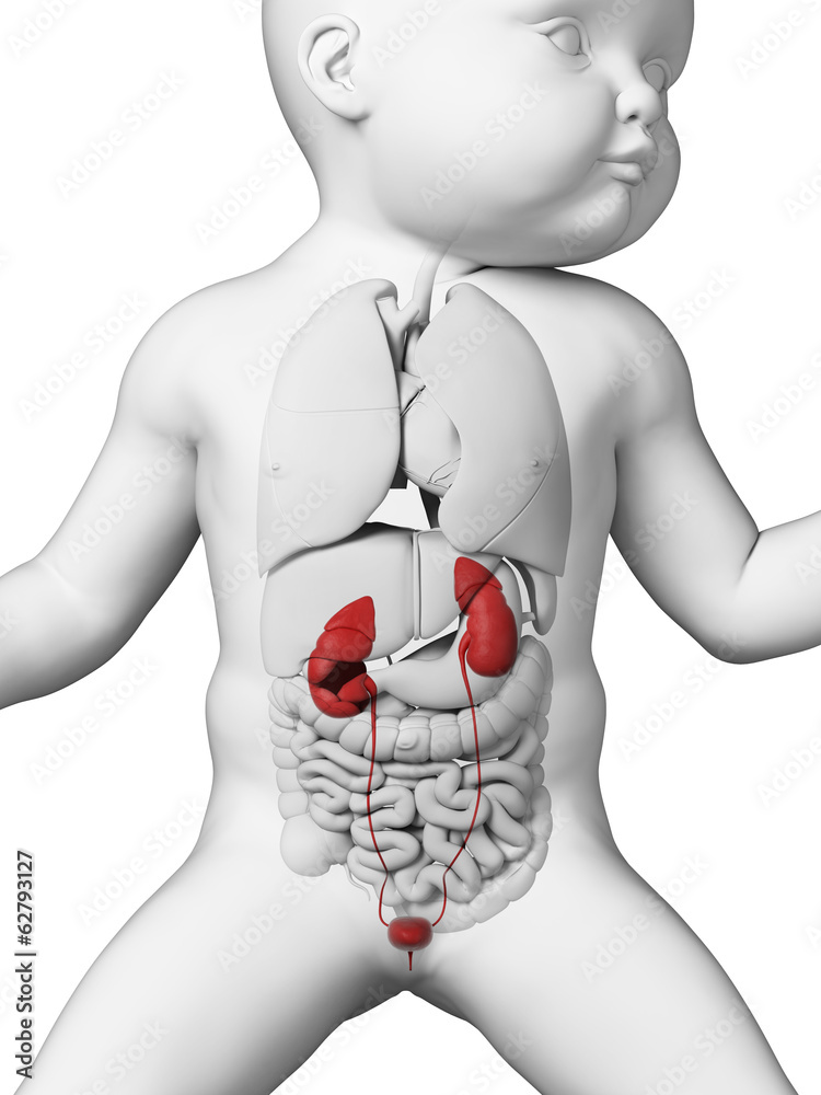 Infant Kidneys medical illustration showing the urinary system of a baby Stock ...
