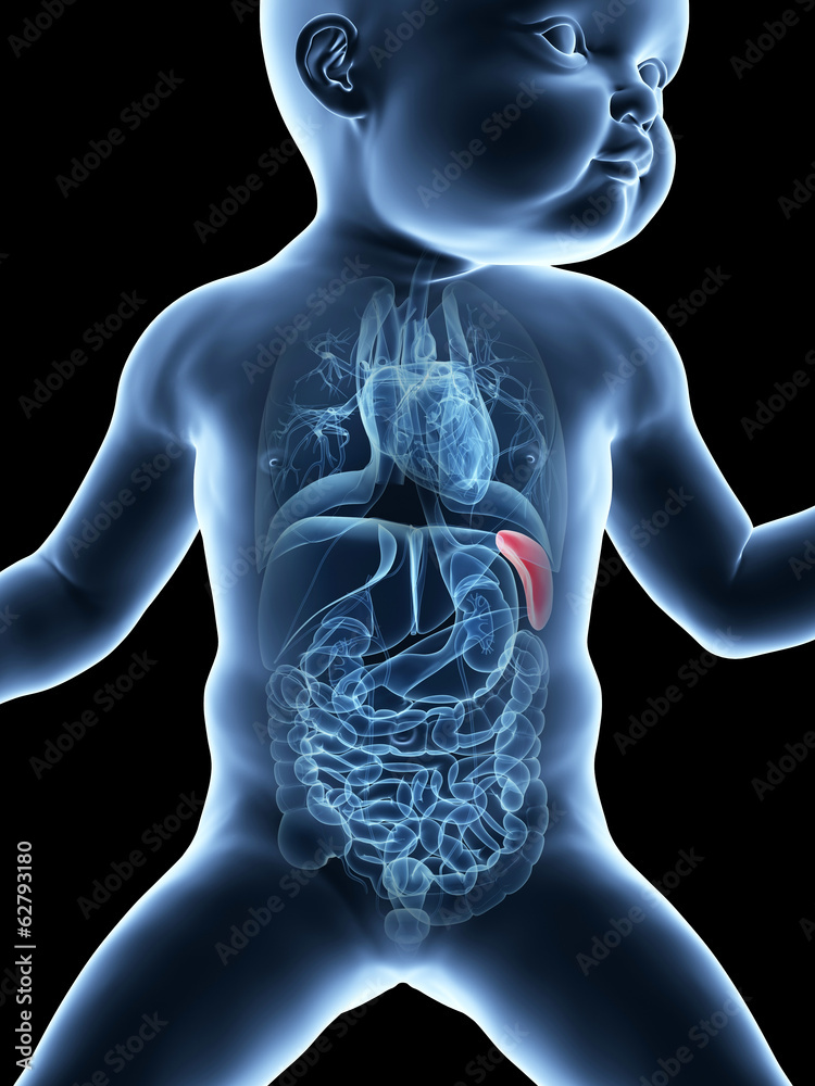 medical illustration showing the spleen of a baby Stock Illustration ...