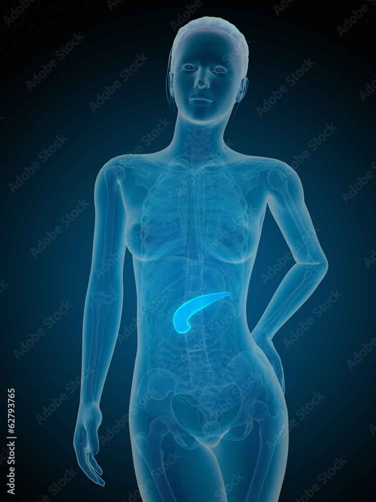 medical illustration of the female pancreas medical illustration of the female pancreas