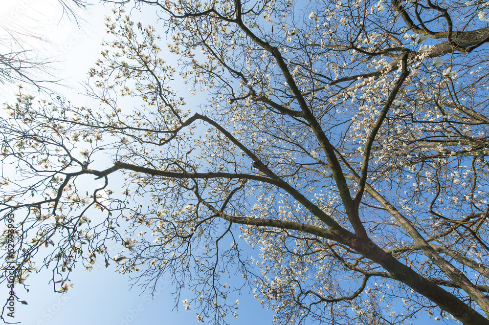 Beautiful magnolia blossoms in spring, profiled on sky Beautiful magnolia blossoms in spring, profiled on sky