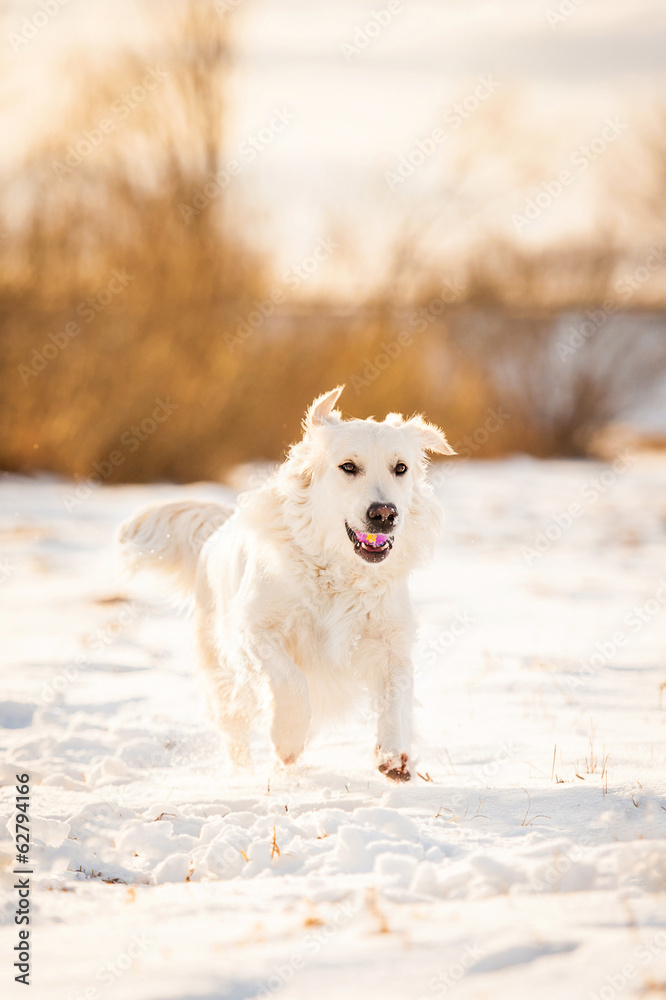 Golden retriever playing in winter Golden retriever playing in winter