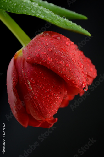 czerwony tulipan