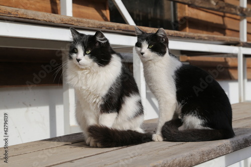 Fotografie Black & White Cats