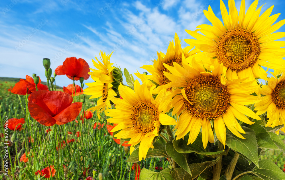 Fototapeta premium sunflowers and poppies