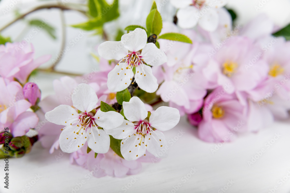 Fototapeta premium Kirschblütenzweig und Mandelblütenzweig