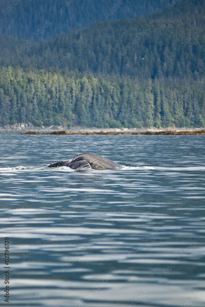 Obraz premium Alaska - Juneau - Whale Watching - Humpback Whale Tail