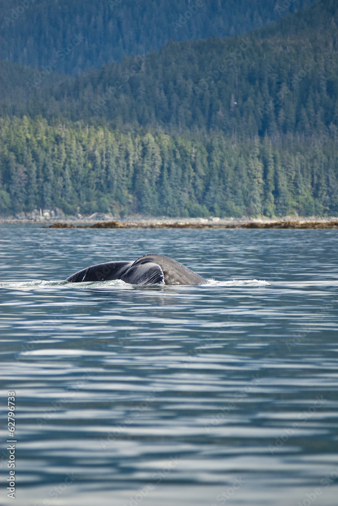 Fototapeta premium Alaska - Juneau - Whale Watching - Humpback Whale Tail 