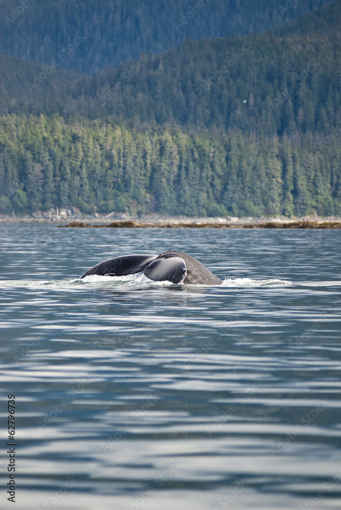 Fototapeta premium Alaska - Juneau - Whale Watching - Humpback Whale Tail