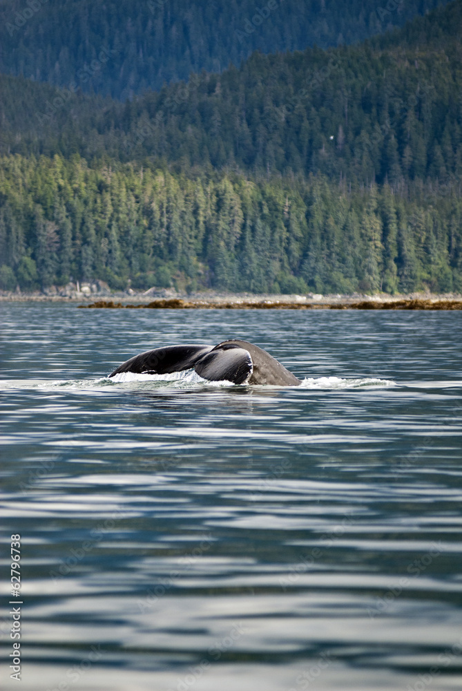 Alaska - Juneau - Whale Watching - Humpback Whale Tail